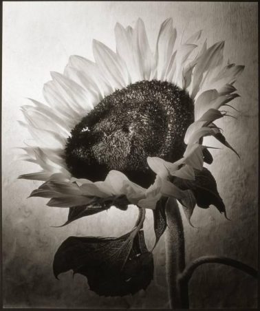 Sunflower I by Cy DeCosse