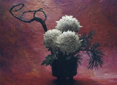 Japanese Chrysanthemum by Cy DeCosse