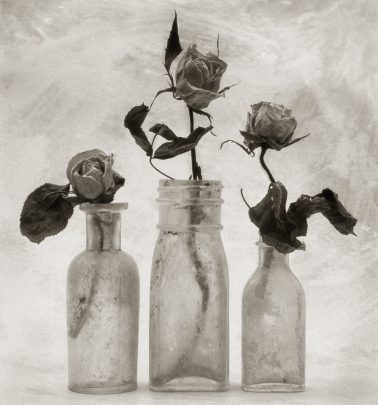 Three Roses by Cy DeCosse