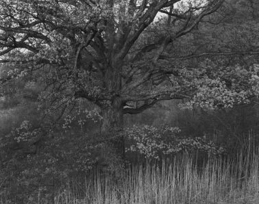 Oak Tree, Holmdel, NJ, 1970 by George Tice