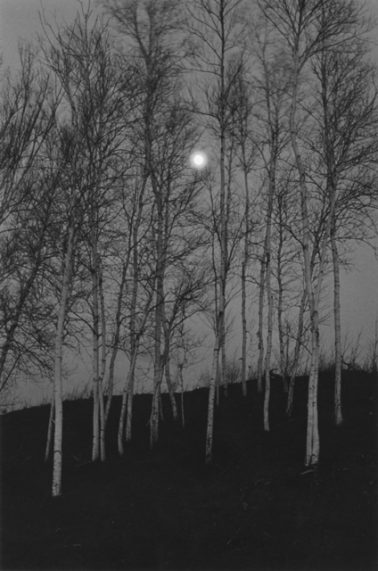 Birch Trees by Moonlight, The Adirondacks, NY, 1972 by George Tice