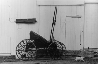 Buggy and Cats, 1967 by George Tice