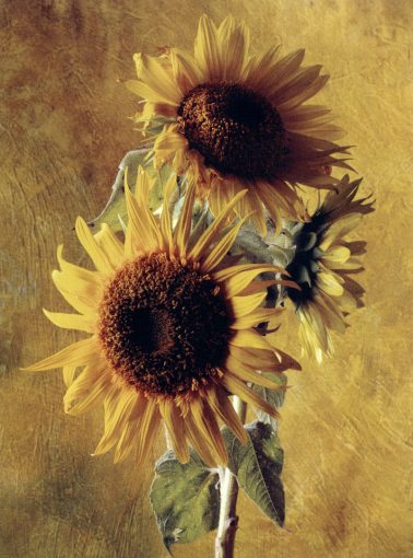 Sunflower of the Incas by Cy DeCosse