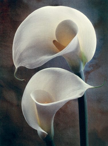 Yin Yang Lilies by Cy DeCosse