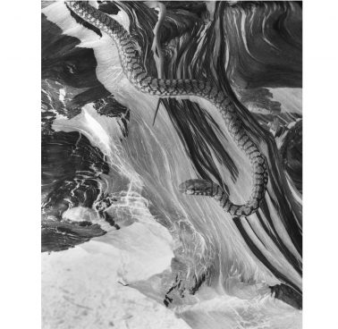 Snake (negative), 1929 by Imogen Cunningham