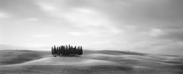 Tuscan Trees, 2007 by Brian Kosoff