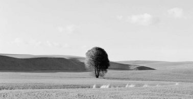 Lone Tree, 2012 by Brian Kosoff