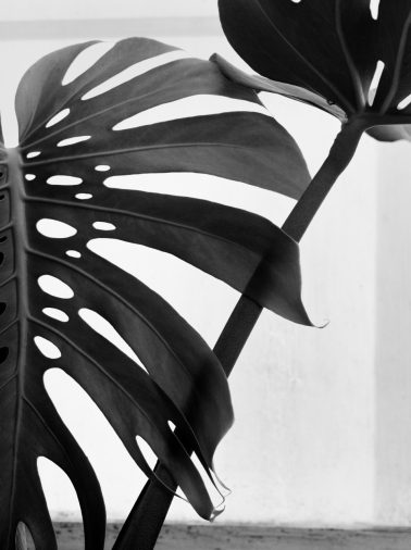 Philodendron by Imogen Cunningham