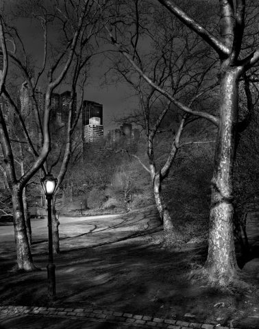 London Plane Trees, Deep in a Dream Central Park by Michael Massaia