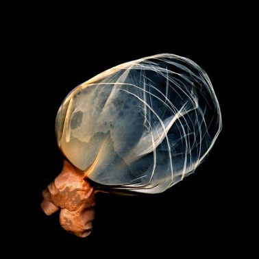 Sea Creature, Transmogrify II by Michael Massaia
