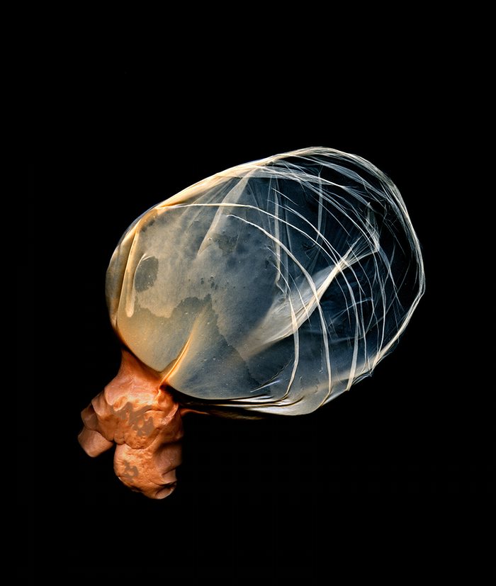 Sea Creature, Transmogrify II by Michael Massaia