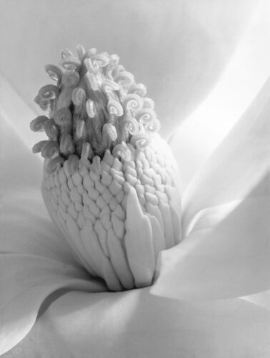 Magnolia Blossom (Tower of Jewels), 1925 by Imogen Cunningham