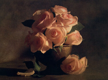 Cy DeCosse - Romantic Roses