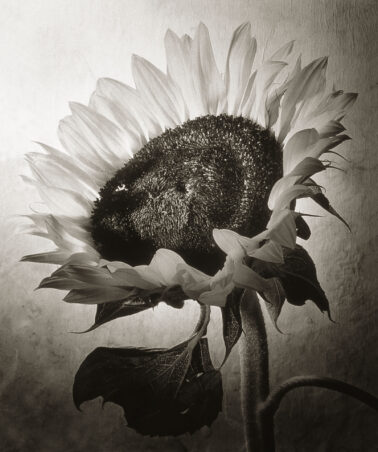 Cy DeCosse - Sunflower