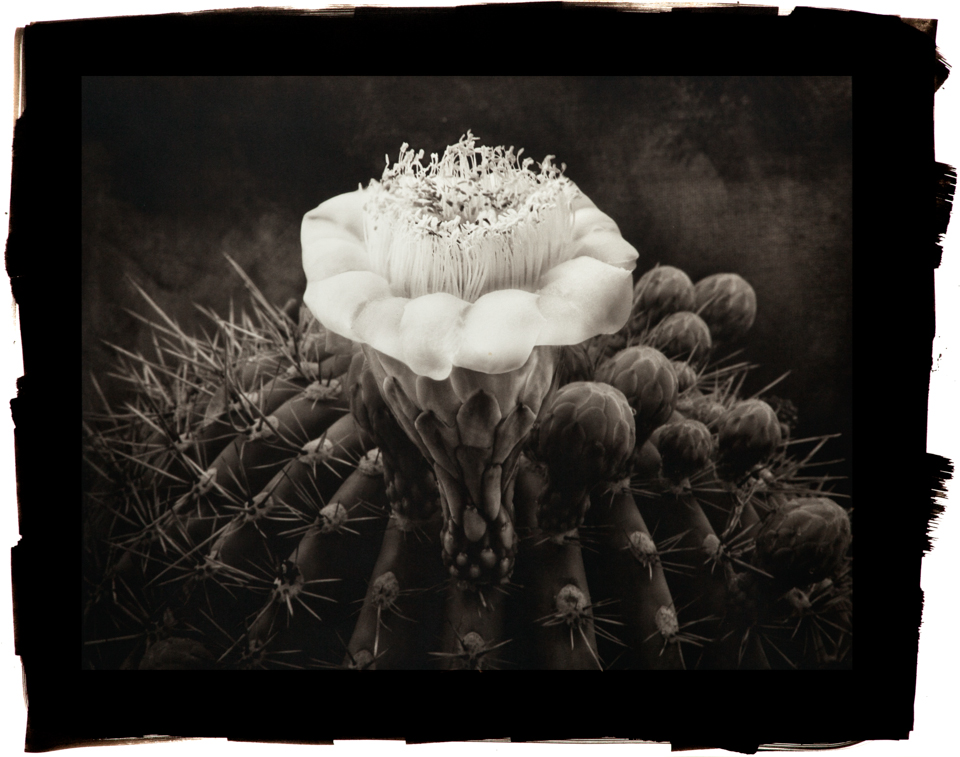 Cy DeCosse - Saguaro 1