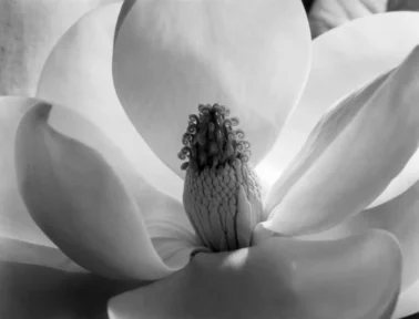 Imogen Cunningham: Magnolia Blossom, 1925, Platinum/Palladium Print, 20 × 24 in (50.8 × 61 cm), 30 × 40 in (76.2 × 101.6 cm)
