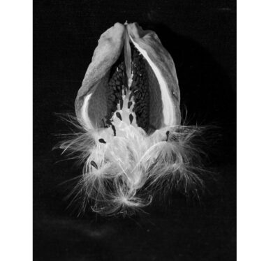 Seed Pod, 1956