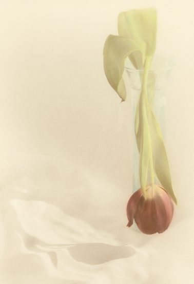 Elizabeth Opakenik - The Red Tulip